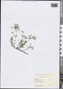 Дубровник белый, Дубровник беловойлочный L., Кавказ, Армения (K5) (Армения)