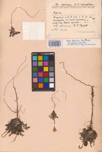 Oreomecon lapponica subsp. jugorica (Tolm.) Elvebakk & Bjerke, Восточная Европа, Северный район (E1) (Россия)