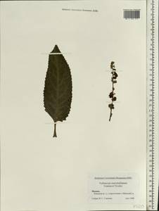 Verbascum chaixii subsp. orientale (M. Bieb.) Hayek, Восточная Европа, Московская область и Москва (E4a) (Россия)