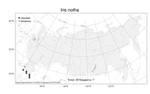 Iris notha, Ирис ненастоящий M.Bieb., Атлас флоры России (FLORUS) (Россия)