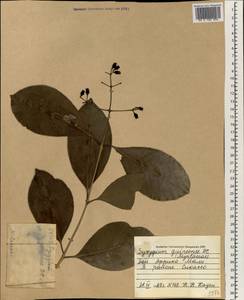 Сизигиум гвинейский (Willd.) DC., Африка (AFR) (Мали)