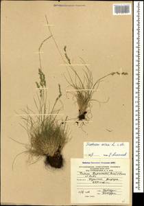 Овсяница овечья L., Кавказ, Южная Осетия (K4b) (Южная Осетия)