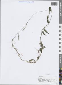 Andropogon, Зарубежная Азия (ASIA) (Индия)