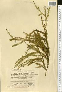Spinulum annotinum subsp. alpestre (Hartm.) Uotila, Восточная Европа, Восточный район (E10) (Россия)