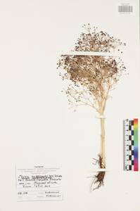 Триния многостебельная (Poir.) Schischk., Восточная Европа, Центральный район (E4) (Россия)