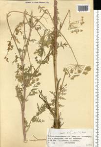 Жабрица порезниковая (L.) W. D. J. Koch, Сибирь, Западный (Казахстанский) Алтай (S2a) (Казахстан)