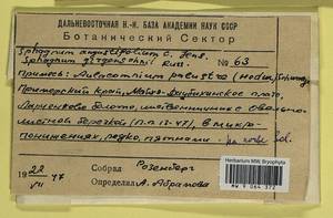 Aulacomnium palustre (Hedw.) Schwägr., Гербарий мохообразных, Мхи - Дальний Восток (без Чукотки и Камчатки) (B20) (Россия)