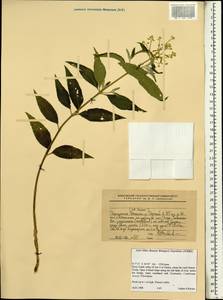 Magnoliopsida, Африка (AFR) (Эфиопия)