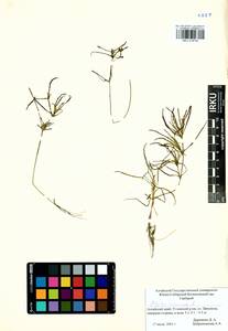 Наяда морская L., Сибирь, Алтай и Саяны (S2) (Россия)