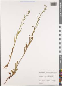 Незабудка альпийская F.W.Schmidt, Сибирь, Чукотка и Камчатка (S7) (Россия)