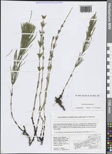 Хвощ болотный L., Сибирь, Алтай и Саяны (S2) (Россия)