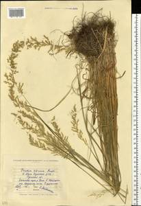 Sibirotrisetum sibiricum (Rupr.) Barberá, Восточная Европа, Северо-Украинский район (E11) (Украина)