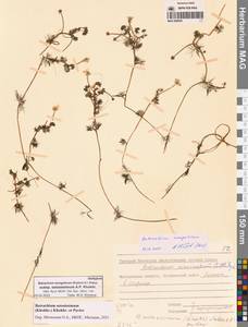 Ranunculus mongolicus (Krylov) Serg., Сибирь, Чукотка и Камчатка (S7) (Россия)