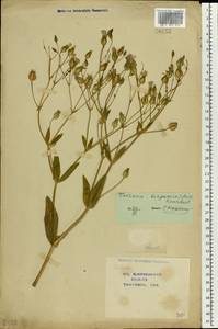 Gypsophila vaccaria (L.) Sm., Восточная Европа, Центральный лесостепной район (E6) (Россия)