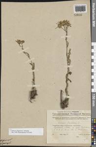 Якобея ферганская (Schischk.) B.Nord., Восточная Европа, Средневолжский район (E8) (Россия)