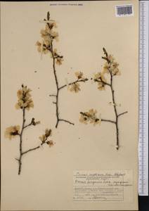 Prunus ×ferganica Lincz., Средняя Азия и Казахстан, Западный Тянь-Шань и Каратау (M3) (Киргизия)