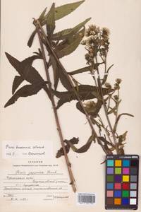 Picris japonica subsp. japonica, Сибирь, Дальний Восток (S6) (Россия)