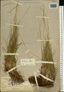Овсяница Беккера (Hack.) Trautv., Восточная Европа, Волжско-Камский район (E7) (Россия)