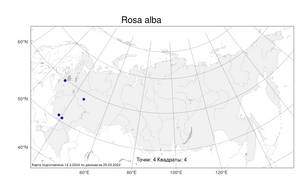 Rosa alba, Rosa × alba L., Атлас флоры России (FLORUS) (Россия)