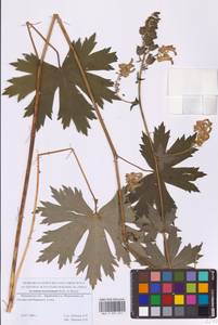 Aconitum lycoctonum subsp. lasiostomum (Rchb.) Warncke, Восточная Европа, Московская область и Москва (E4a) (Россия)