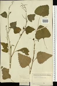 Чесночница черешковая (M.Bieb.) Cavara & Grande, Восточная Европа, Московская область и Москва (E4a) (Россия)