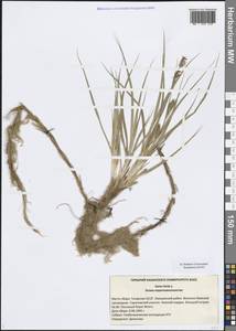 Осока мохнатая, Осока коротковолосистая L., Восточная Европа, Средневолжский район (E8) (Россия)