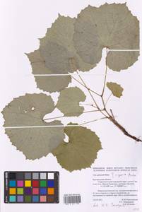 Vitis riparia Michx., Восточная Европа, Центральный лесостепной район (E6) (Россия)