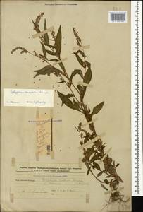 Горец развесистый, Горец щавелелистный (L.) Gray, Кавказ, Азербайджан (K6) (Азербайджан)