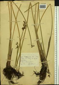 Схеноплектус Табернемонтана (C.C.Gmel.) Palla, Сибирь, Западный (Казахстанский) Алтай (S2a) (Казахстан)
