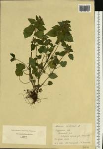 Яснотка пурпурная, Яснотка пурпуровая L., Восточная Европа, Центральный район (E4) (Россия)