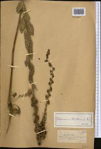 Коровяк тараканий L., Средняя Азия и Казахстан, Джунгарский Алатау и Тарбагатай (M5) (Казахстан)