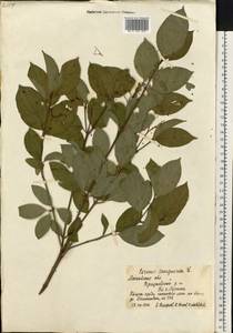 Cornus sanguinea subsp. sanguinea, Восточная Европа, Московская область и Москва (E4a) (Россия)