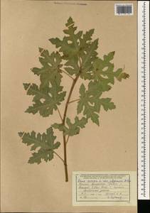 Ficus johannis subsp. afghanistanica (Warb.) Browicz, Зарубежная Азия (ASIA) (Афганистан)