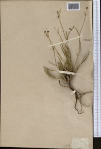 Володушка высокая M.Bieb., Средняя Азия и Казахстан, Западный Тянь-Шань и Каратау (M3) (Казахстан)