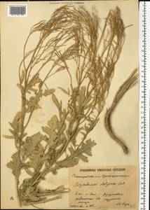 Гулявник волжский M.Bieb. ex E.Fourn., Восточная Европа, Нижневолжский район (E9) (Россия)