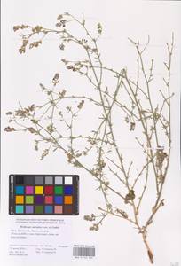 Medicago caerulea × falcata, Восточная Европа, Нижневолжский район (E9) (Россия)