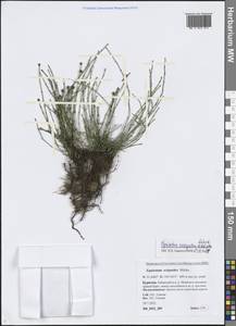 Хвощ пестрый Schleich. ex F.Weber & D.Mohr, Сибирь, Прибайкалье и Забайкалье (S4) (Россия)