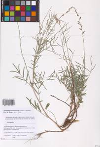 Astragalus astrachanicus Sytin & Laktionov, Восточная Европа, Нижневолжский район (E9) (Россия)