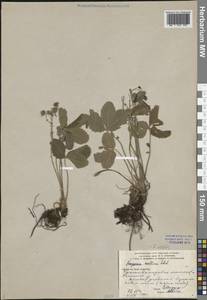 Земляника зеленая, Полуница Duchesne, Восточная Европа, Средневолжский район (E8) (Россия)