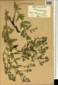 Nepeta ucranica subsp. parviflora (M.Bieb.) M.Masclans de Bolos, Крым (KRYM) (Россия)