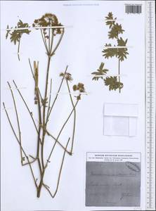 Xanthoselinum alsaticum subsp. venetum (Spreng.) Reduron, Charpin & Pimenov, Западная Европа (EUR) (Италия)