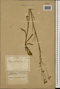 Скерда кровельная L., Восточная Европа, Северный район (E1) (Россия)