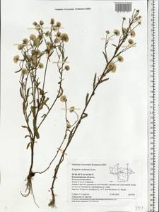 Erigeron brachycephalus H. Lindb., Восточная Европа, Центральный район (E4) (Россия)