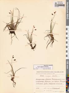 Осока магелланская орошенная (Wahlenb.) Hiitonen, Сибирь, Чукотка и Камчатка (S7) (Россия)