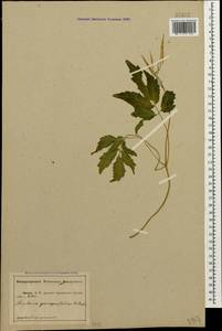 Сердечник пятилистный (M.Bieb.) Schmalh., Кавказ, Абхазия (K4a) (Абхазия)