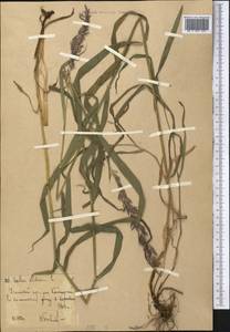 Перловник высокий L., Средняя Азия и Казахстан, Западный Тянь-Шань и Каратау (M3) (Узбекистан)