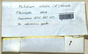 Ptilidium ciliare (L.) Hampe, Гербарий мохообразных, Мхи - Карелия, Ленинградская и Мурманская области (B4) (Россия)
