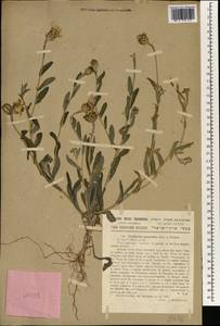Cyanus cyanoides (Wahlenb.) Wagenitz & Greuter, Зарубежная Азия (ASIA) (Израиль)