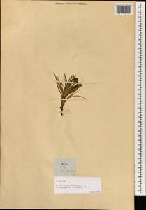 Cyperus pedunculatus (R.Br.) J.Kern, Зарубежная Азия (ASIA) (Филиппины)