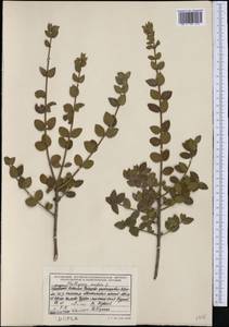 Phillyrea latifolia L., Западная Европа (EUR) (Албания)